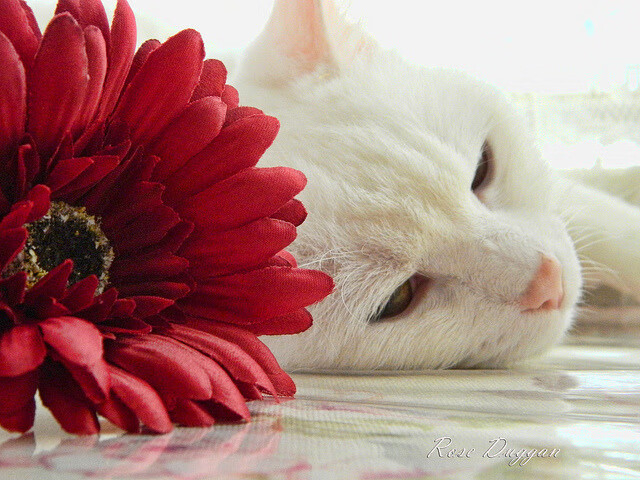 开云体育登录-暗夜锋刃，罗德里在F1街道赛的进攻交响曲